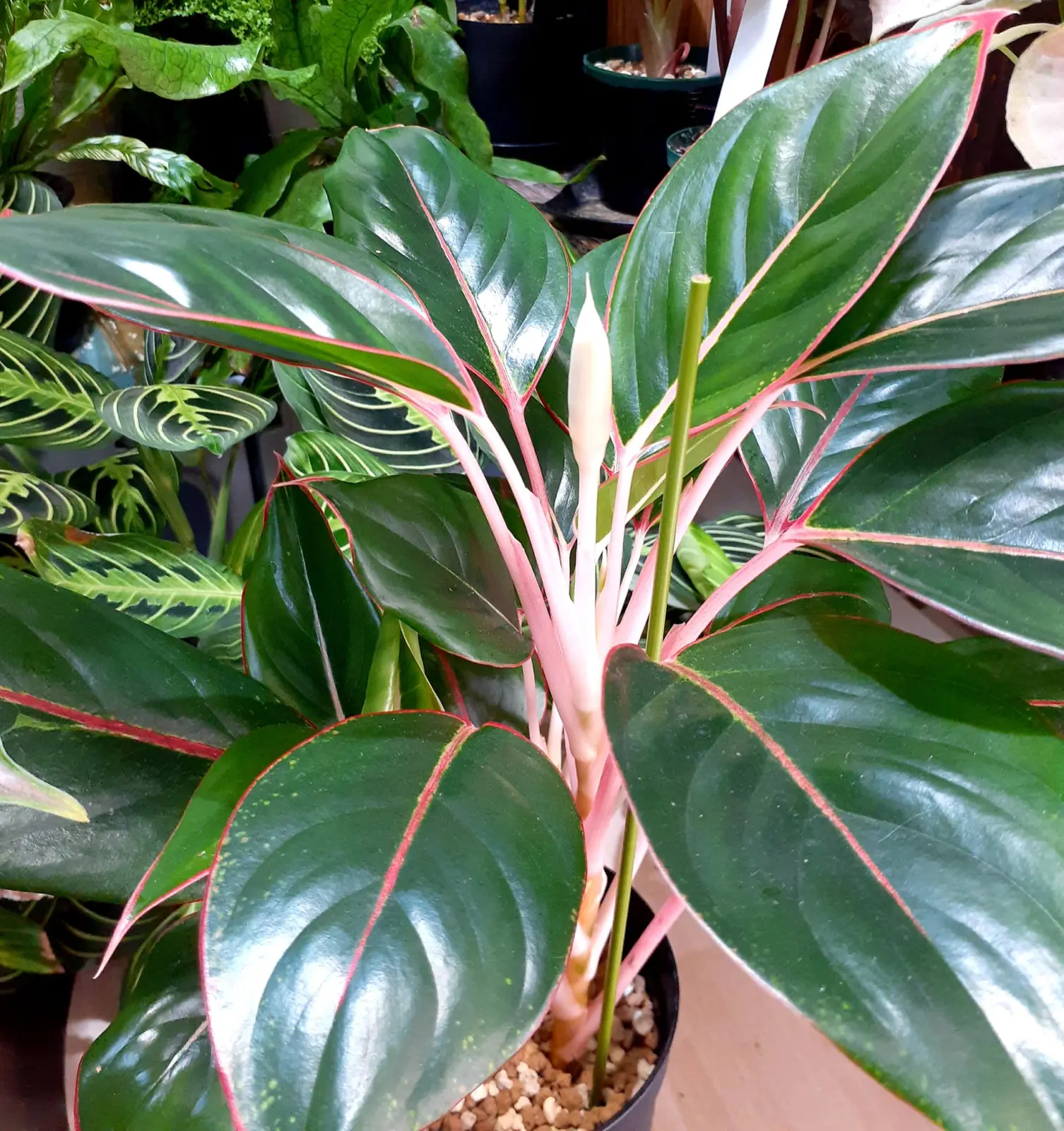 アグラオネマ　ブルーゴールド　花