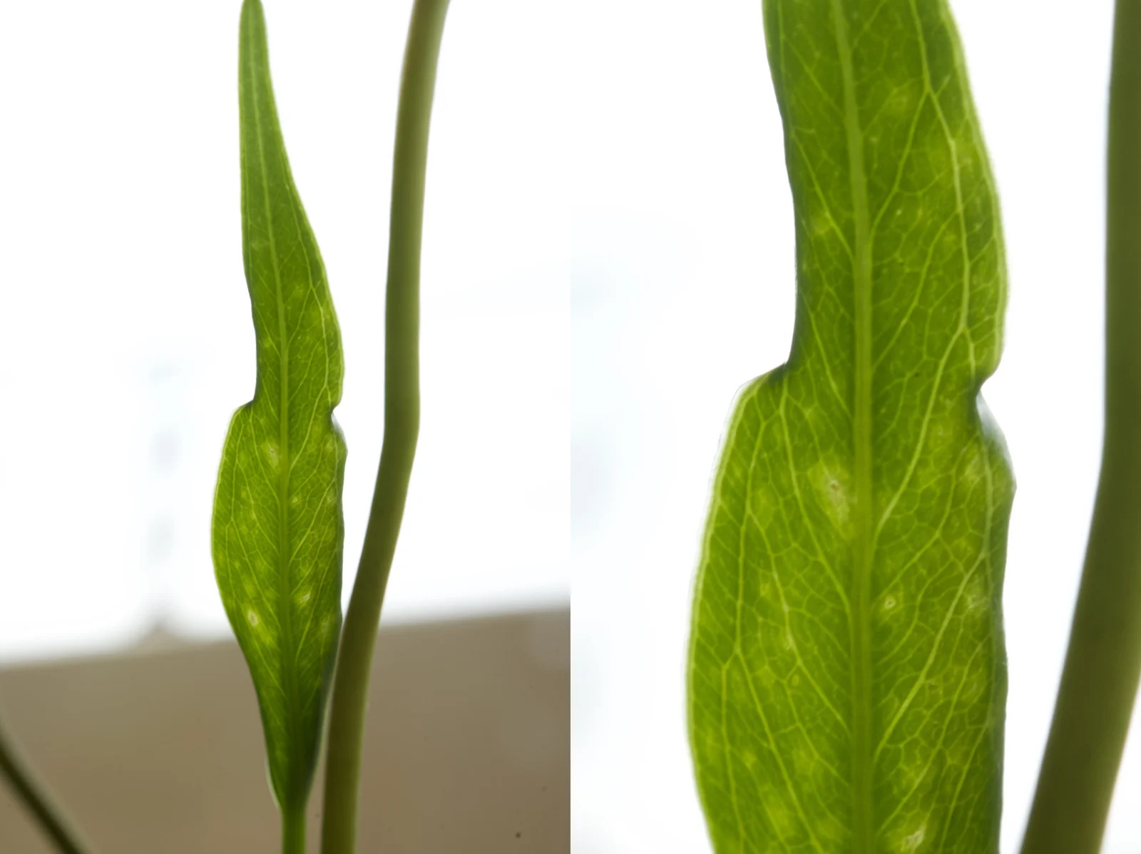 アンスリウム　アムニコラ　新芽