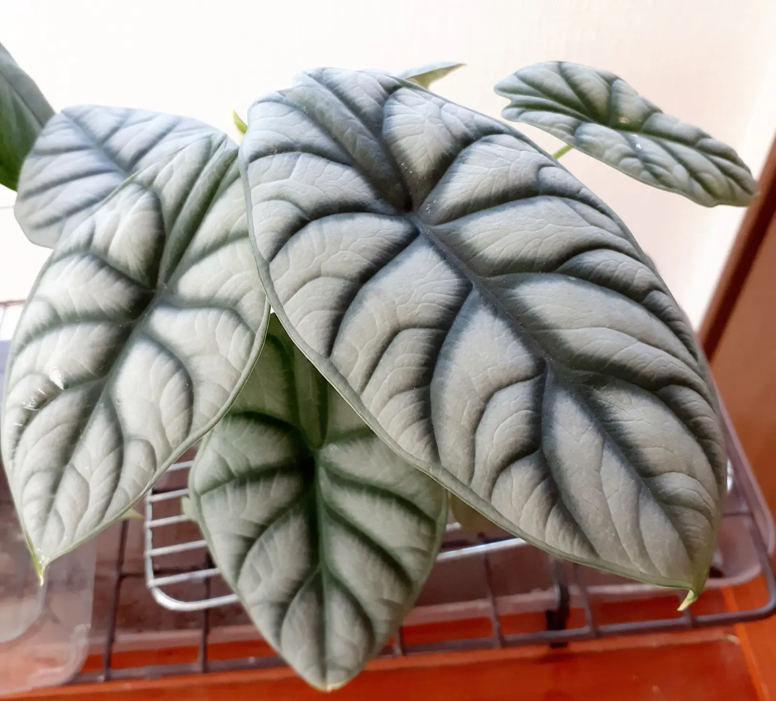 アロカシア　シルバードラゴン