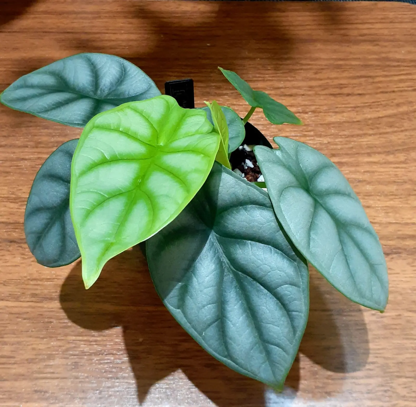 アロカシア　シルバードラゴン