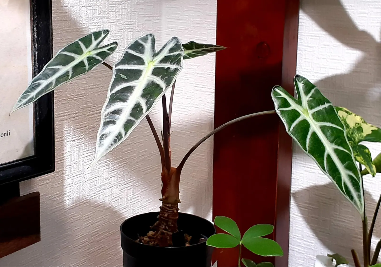 アロカシア　バンビーノ