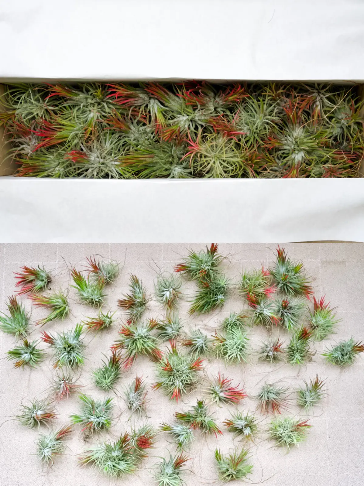 ティランジア　イオンナンタ　フエゴ　2025フエゴフェスティバル