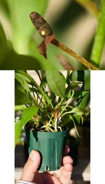 アンスリウム グラシレ 花と気根