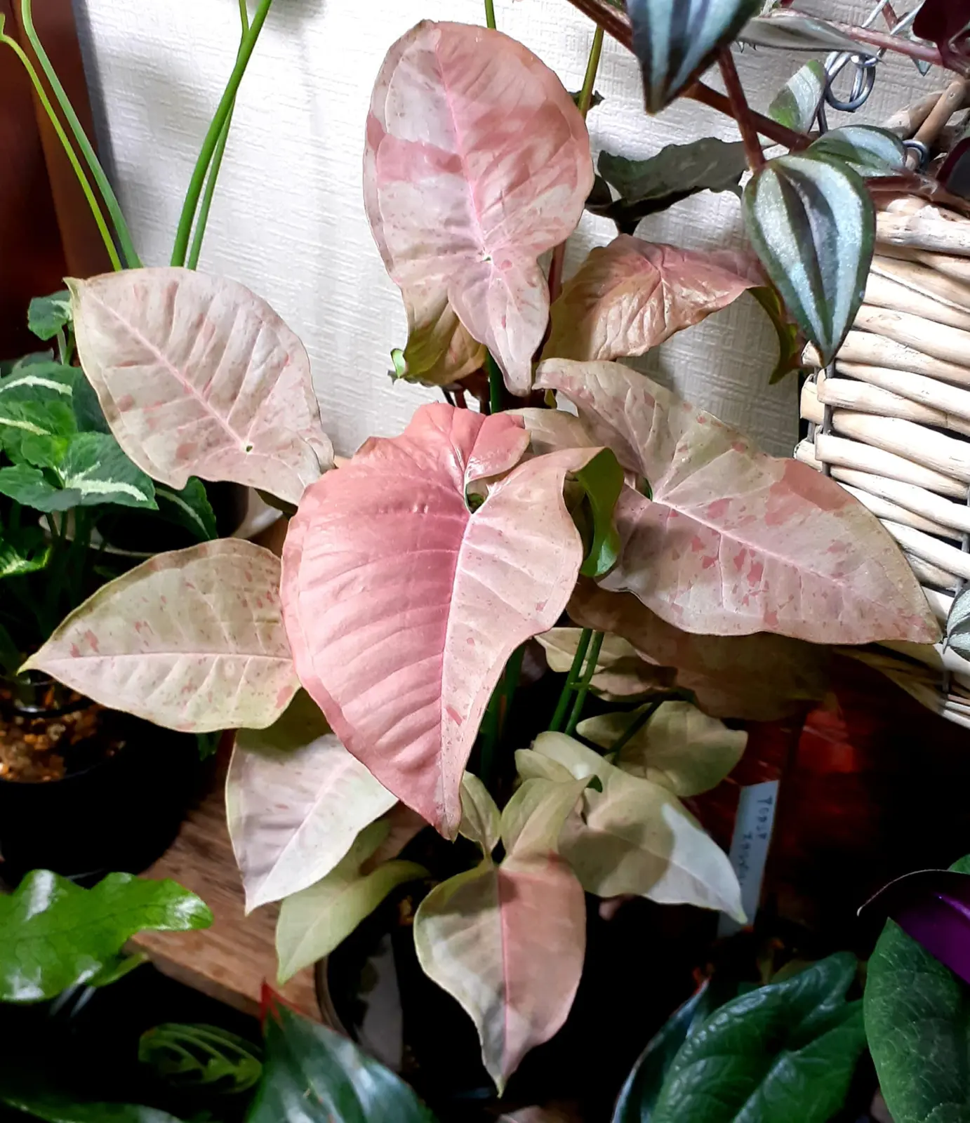 シンゴニウム　ピンクダイヤモンド