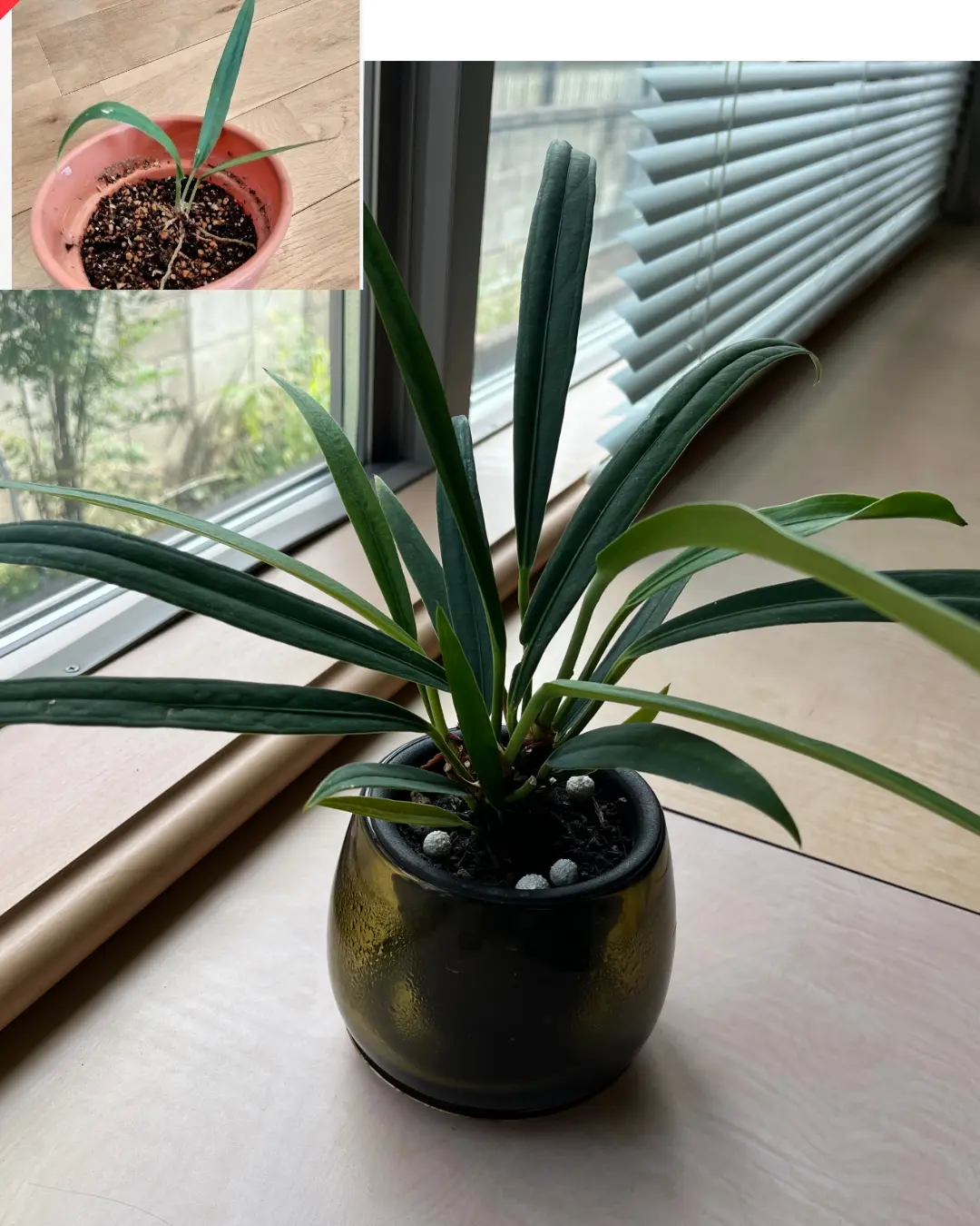 アンスリウム　バーケリー