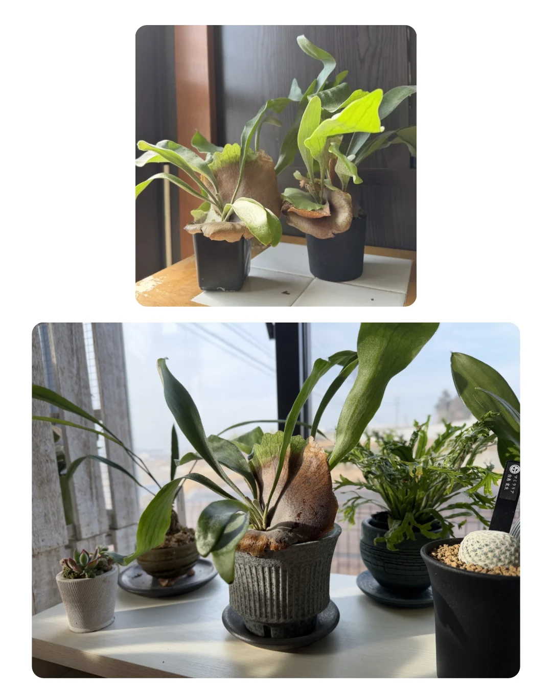 ビカクシダ ネザーランド 鉢植え