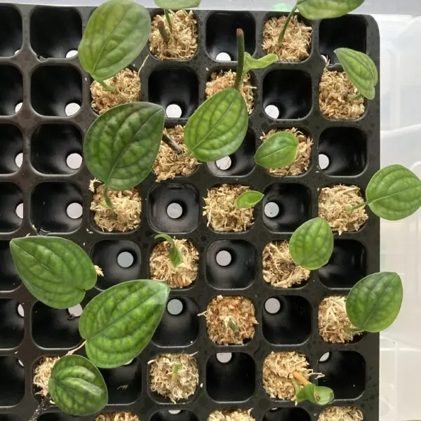 モンステラ　ジェイドシャトルコック　茎伏せ