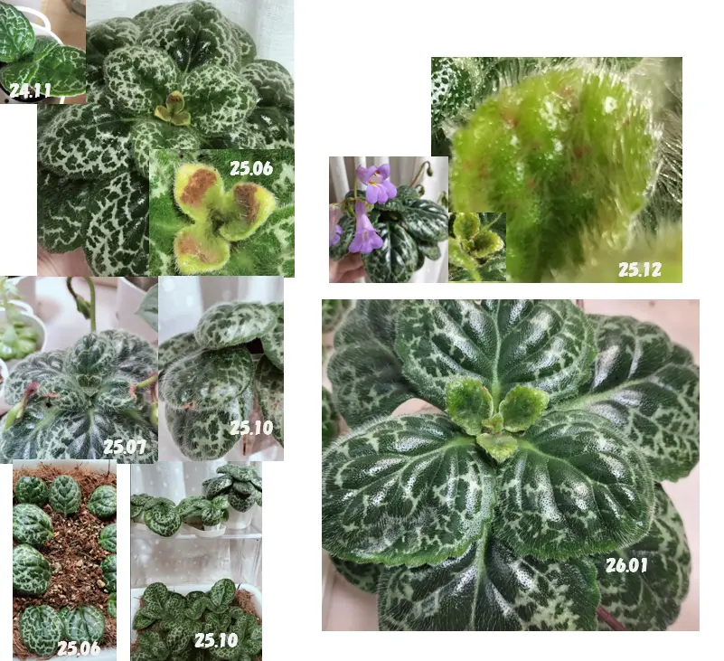 ストレプトカーパス プリティタートル 新葉不調 成長記録