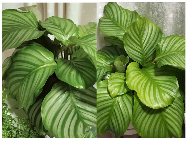 カラテア オルビフォリア