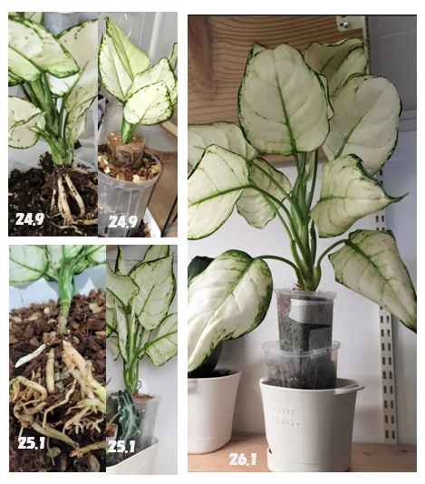 アグラオネマ ホワイトバレンタイン