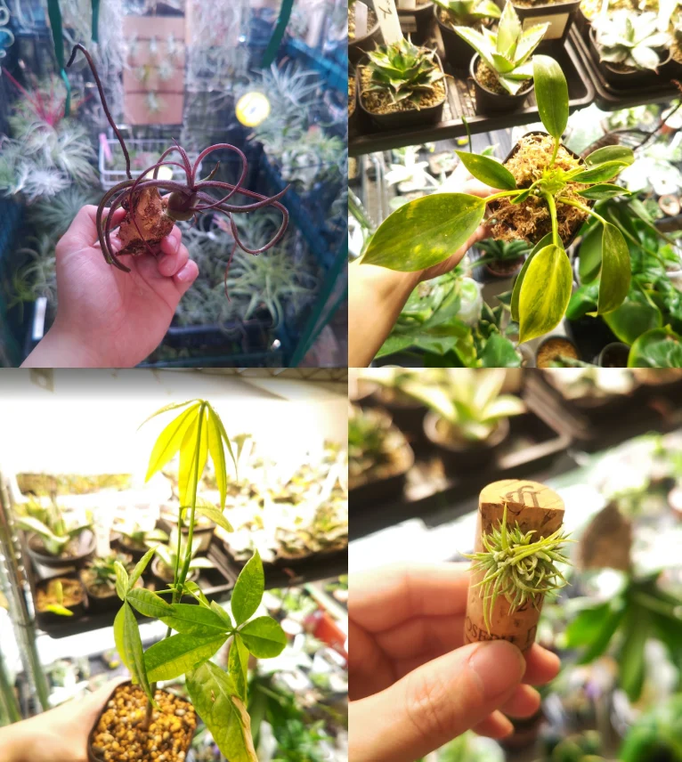 ティランジア　カプトメドューサ　イオナンタ　フィロデンドロン　パキラ