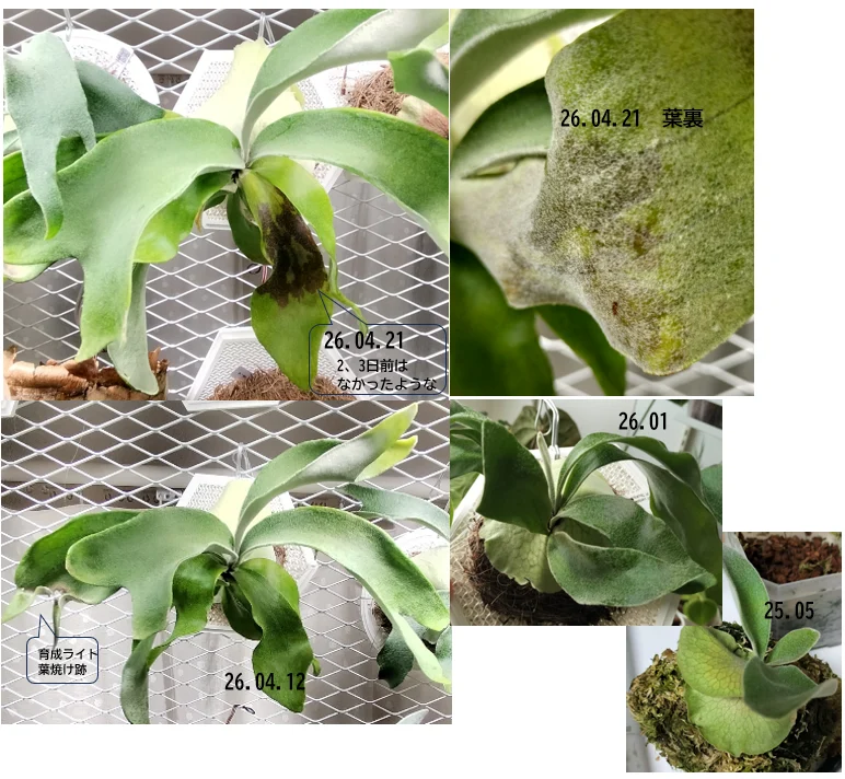 ビカクシダ　ベイチーハイフィンガー　コナユキ　ツキヨ　スポアリング