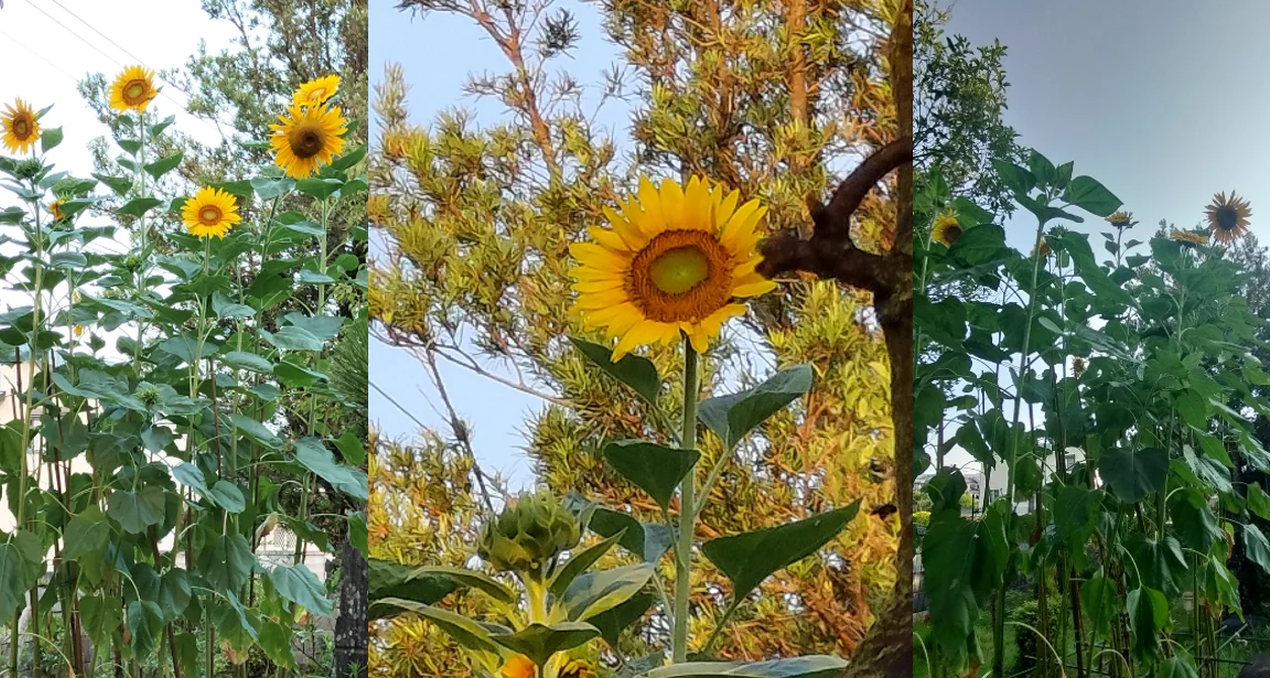 ヒマワリ　ロシア　花