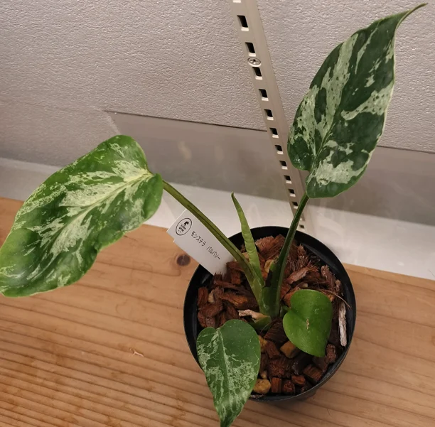 モンステラ　バルバソー