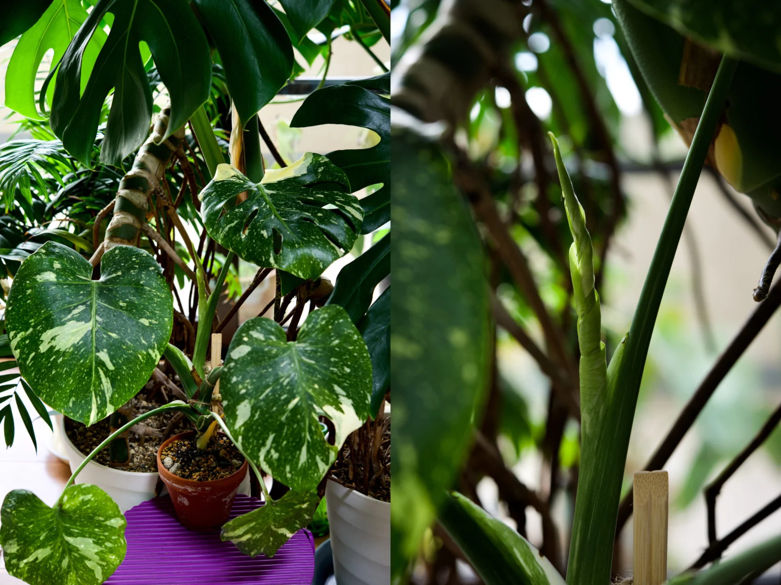 モンステラ　デリシオーサ　タイコンステレーション　冬のドリル