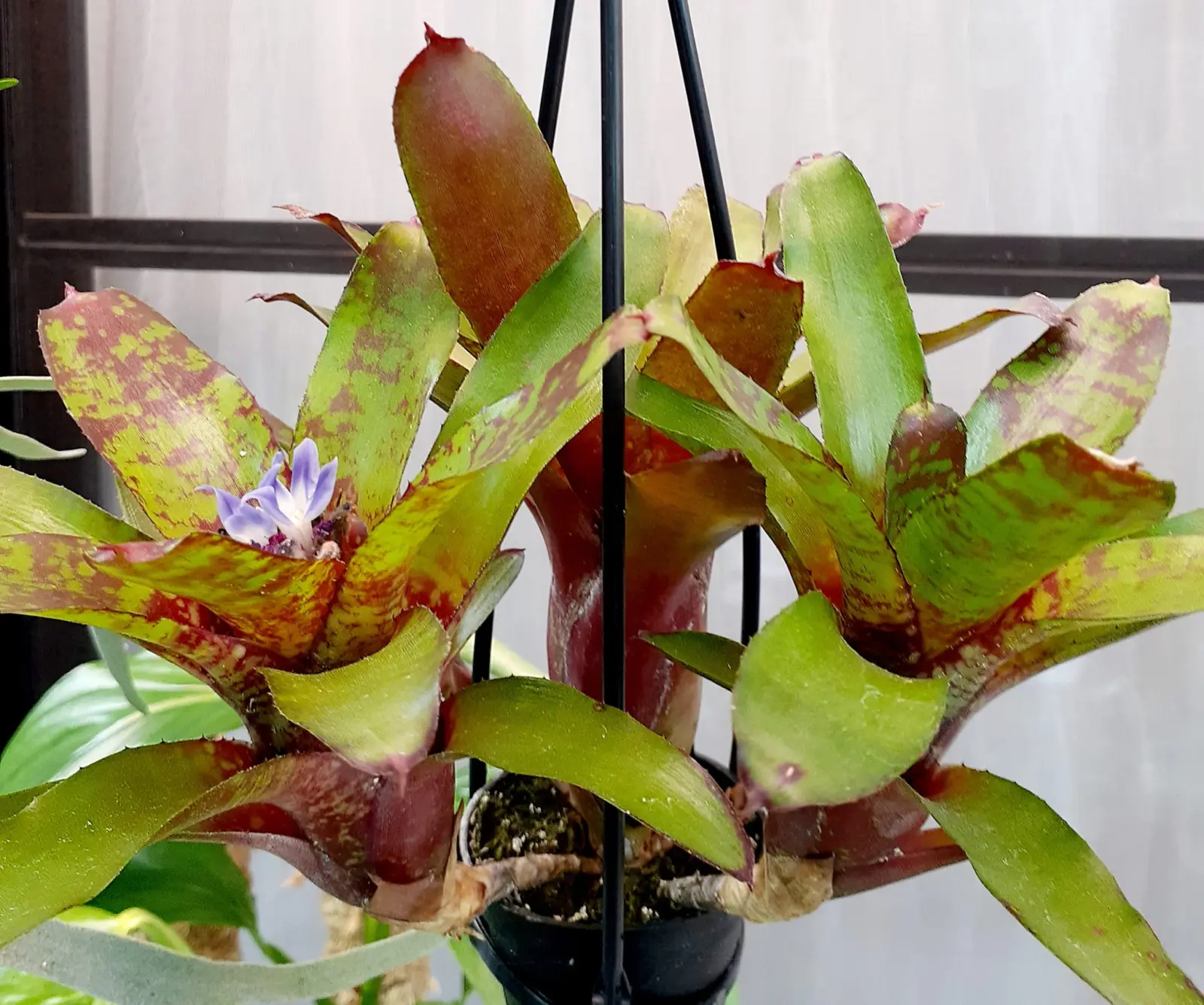 ネオレゲリア　リリープー