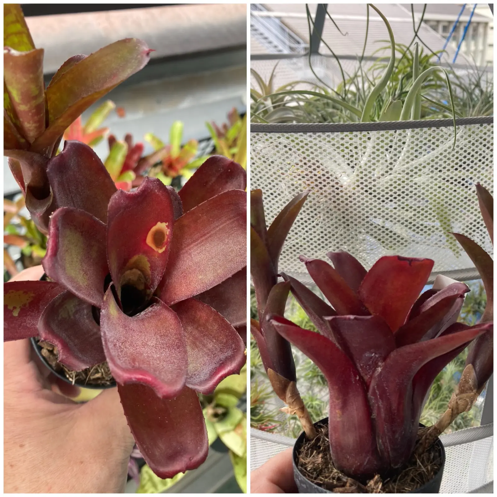 ネオレゲリア　ダルタニオン　葉焼け？