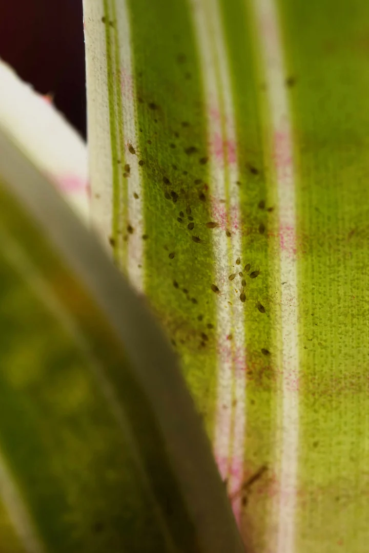 ネオレゲリア　チュラ　ハダニ