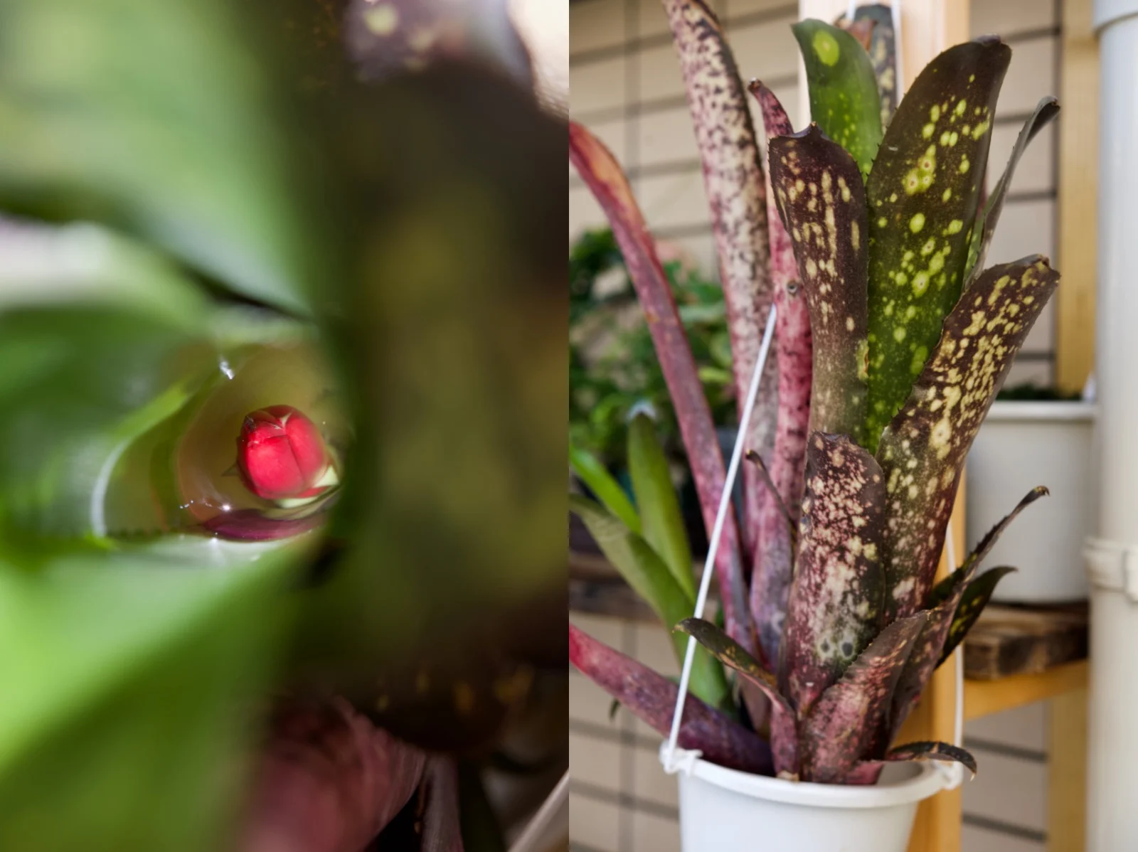 ビルベルギア　ハレルヤ　花芽