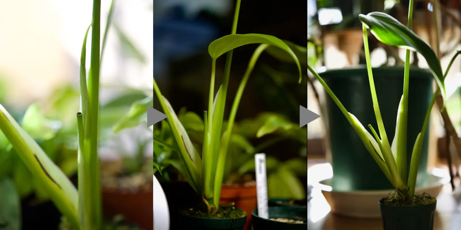 モンステラ　バールマルクスフレーム