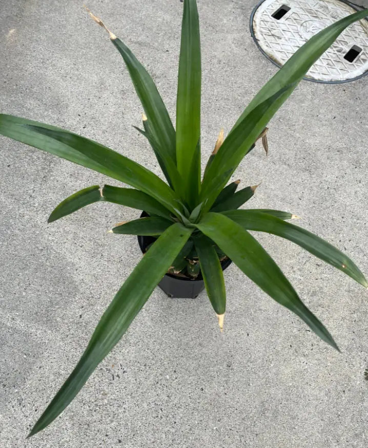 パイナップル　観葉化