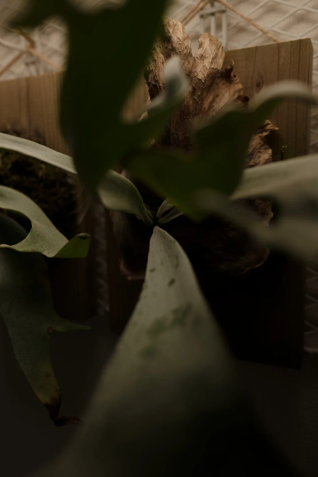 ビカクシダ　ジロー　（仮名）