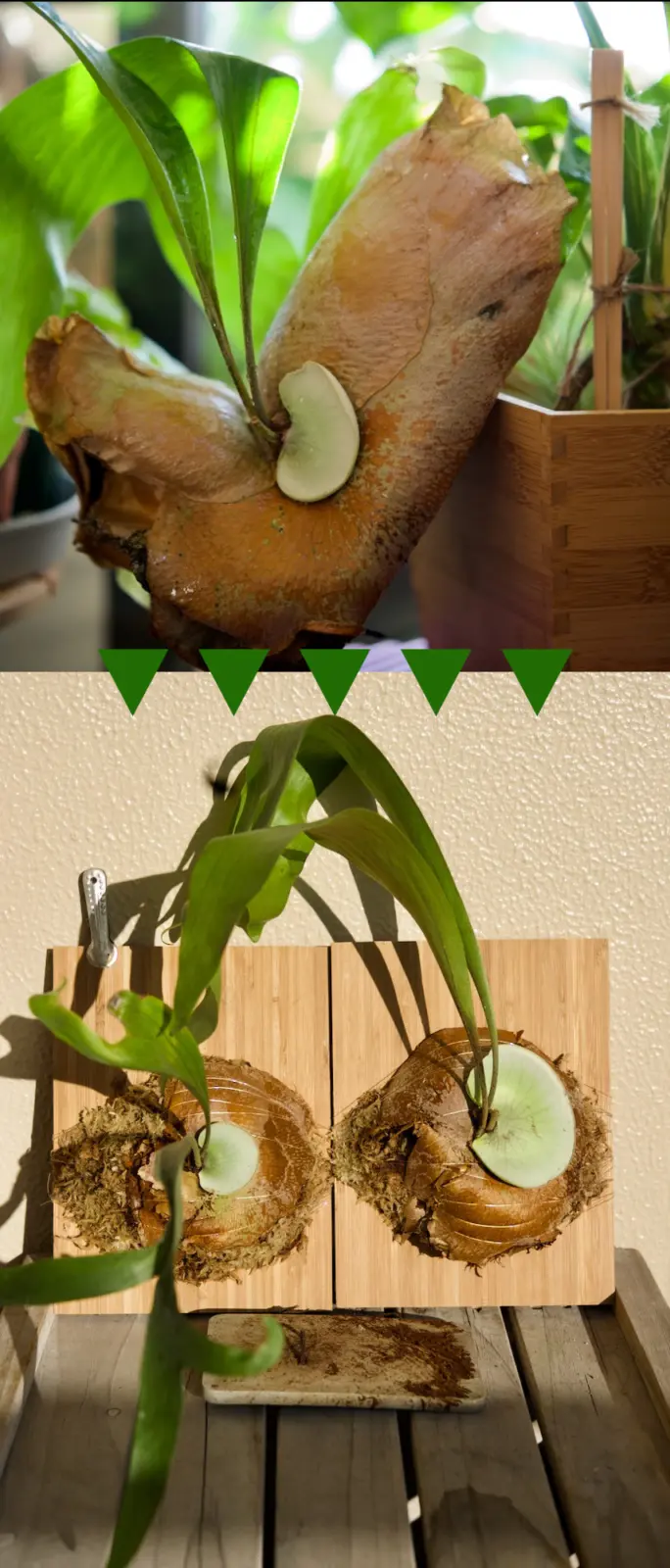 ビカクシダ 犬改め品種不明