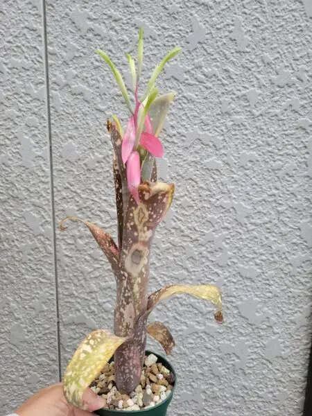 ビルベルギア ピンクパッチ 葉焼け 花