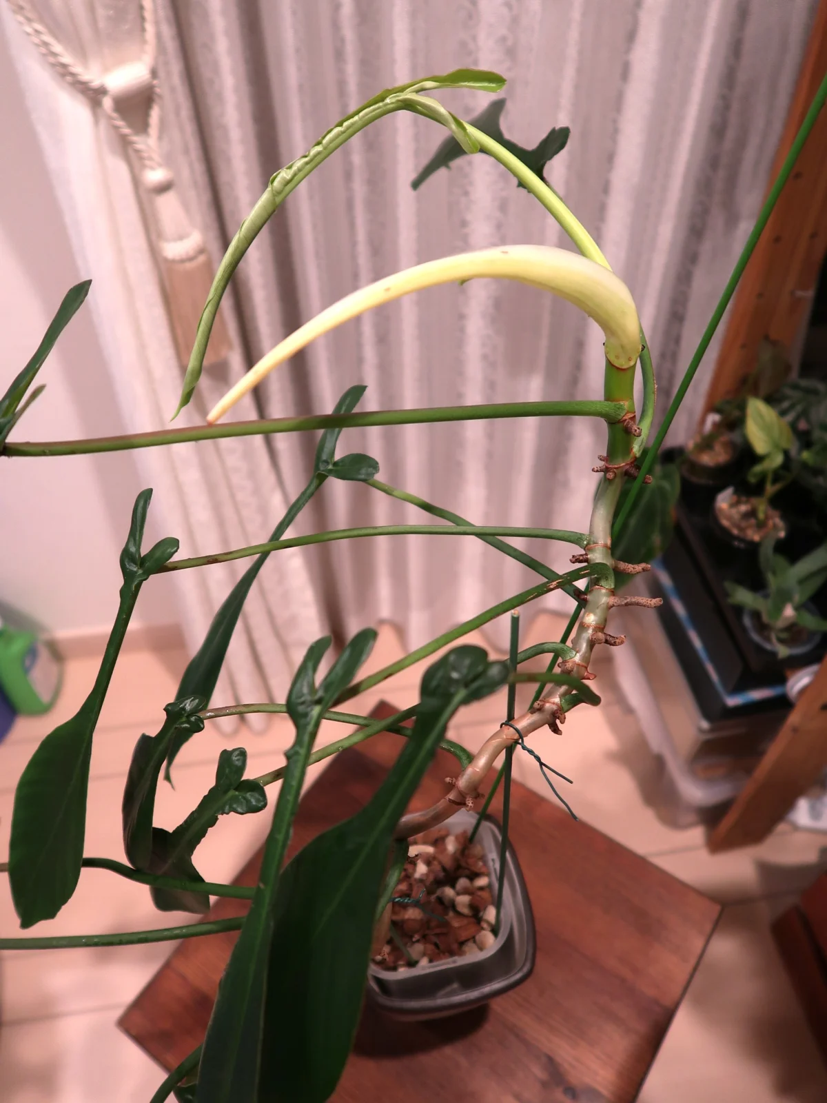 フィロデンドロン ジョーピー