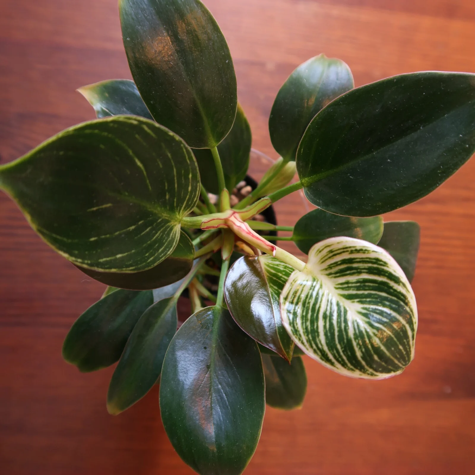 フィロデンドロン バーキン