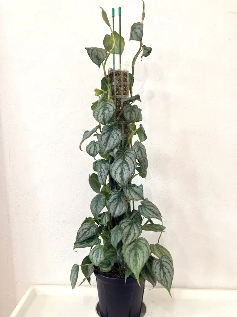 フィロデンドロン ブランティアナム