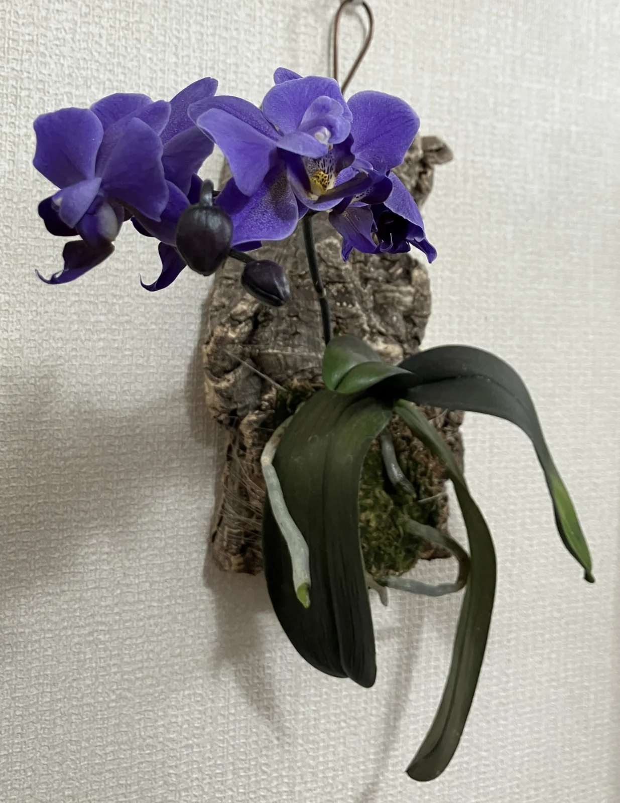 胡蝶蘭　ブルージーン