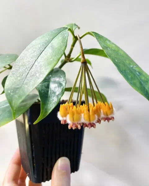 ホヤ プラエトリー 花
