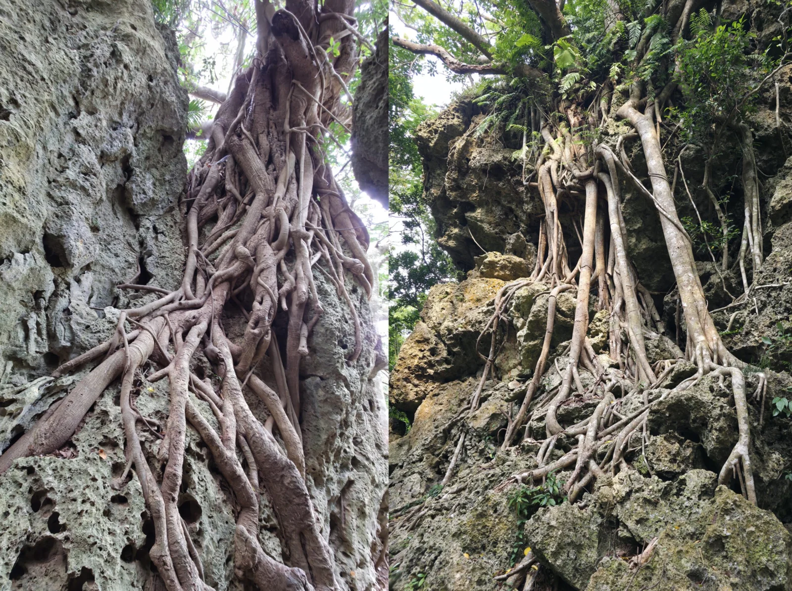 フィカス ベンジャミン　自生地　気根　墾丁恆春熱帶植物園及國家森林遊樂區　恆春熱帶植物園