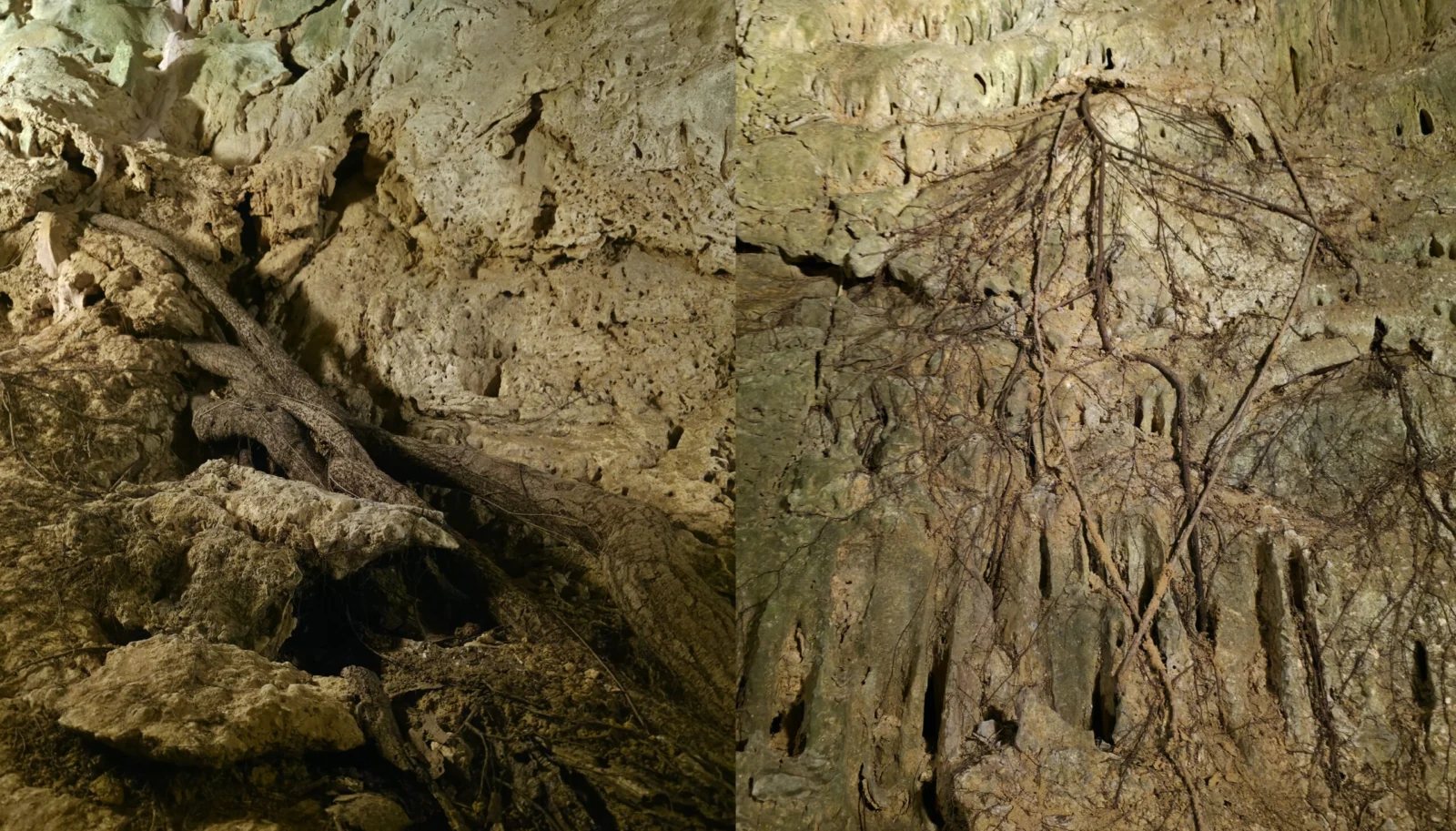 フィカス ベンジャミン　自生地　地下　鍾乳洞　墾丁恆春熱帶植物園及國家森林遊樂區　恆春熱帶植物園