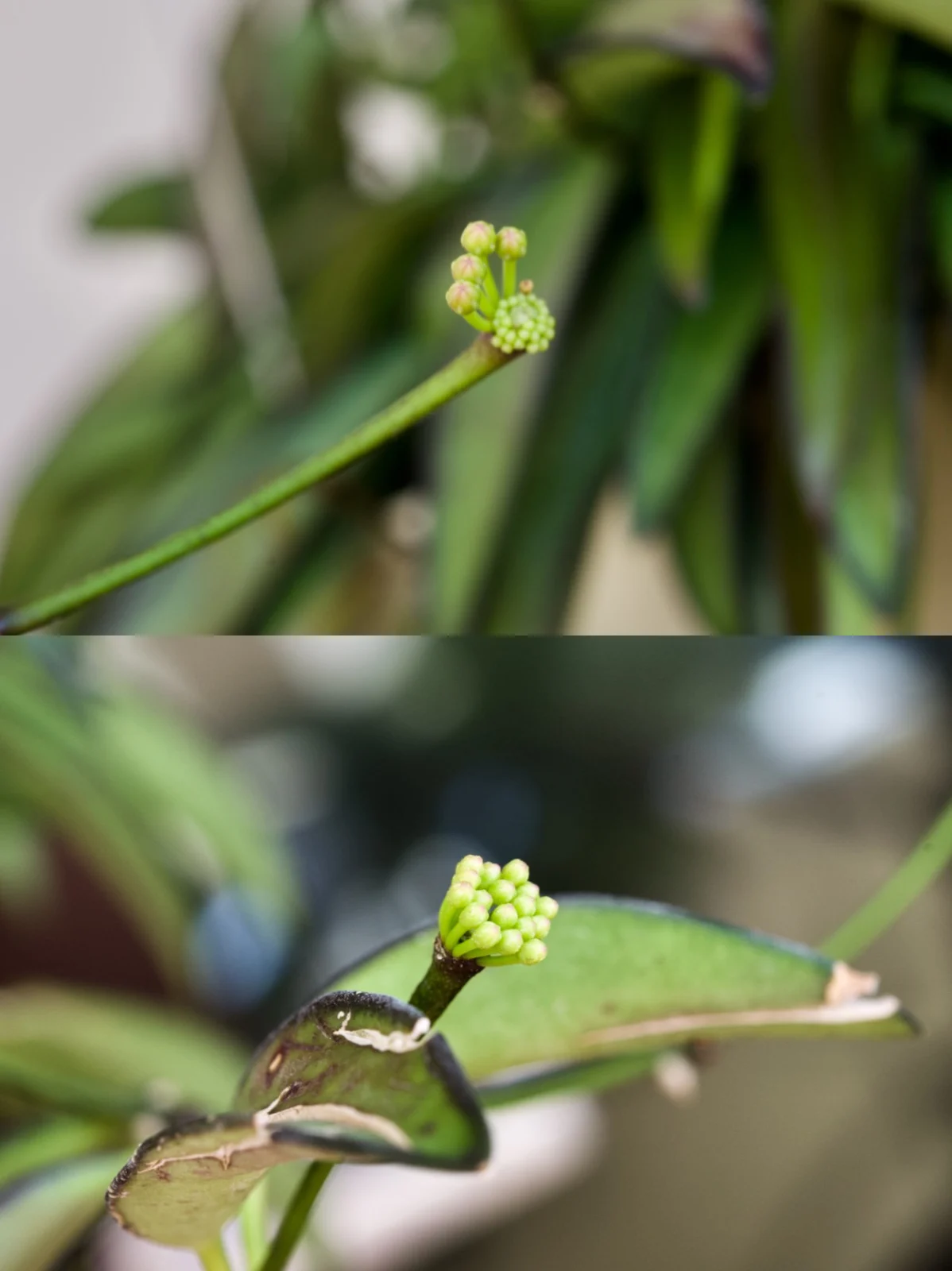 ホヤ ロンギフォリア チャイナビーンズ 花芽