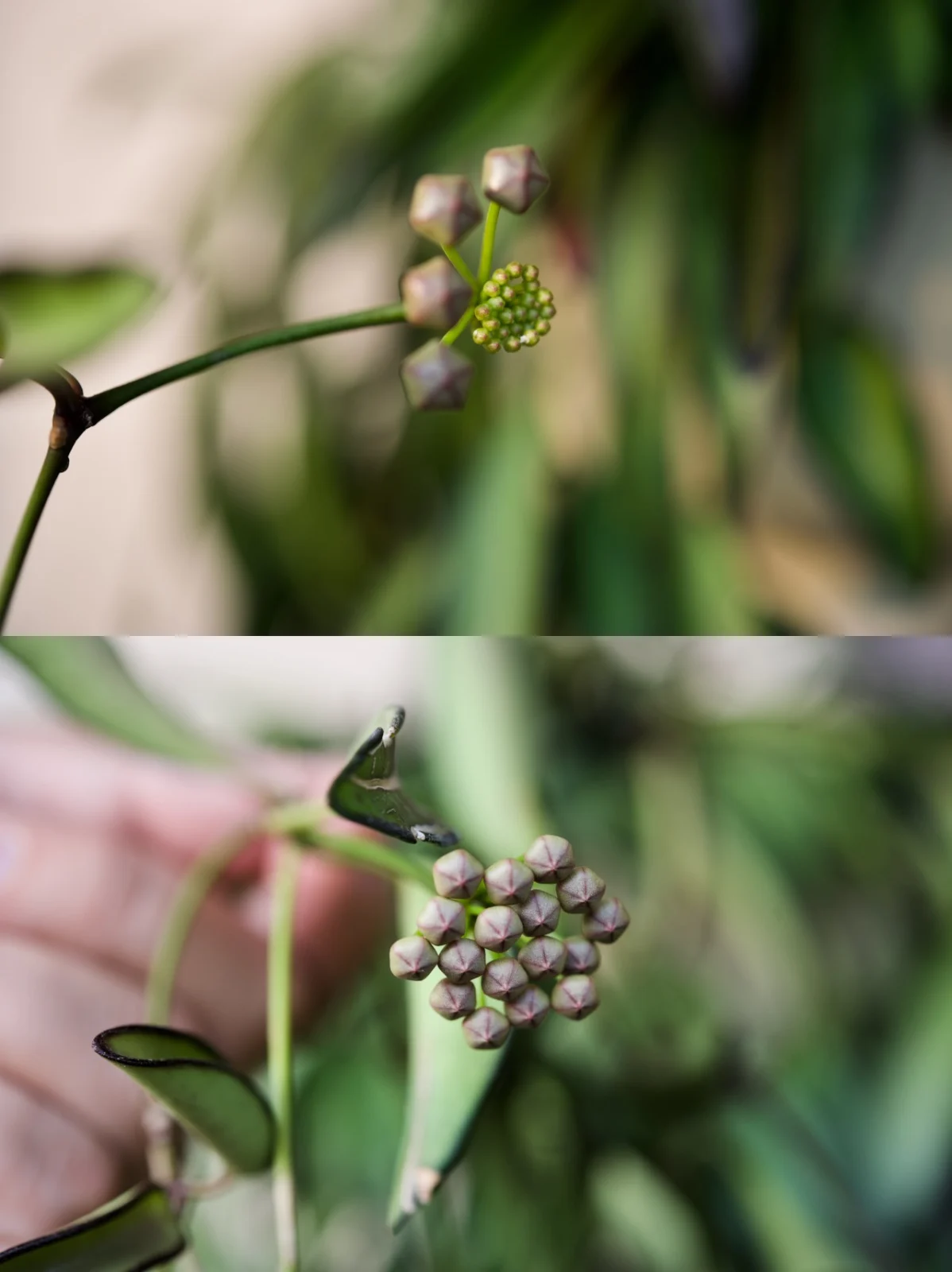 ホヤ ロンギフォリア チャイナビーンズ 開花直前?