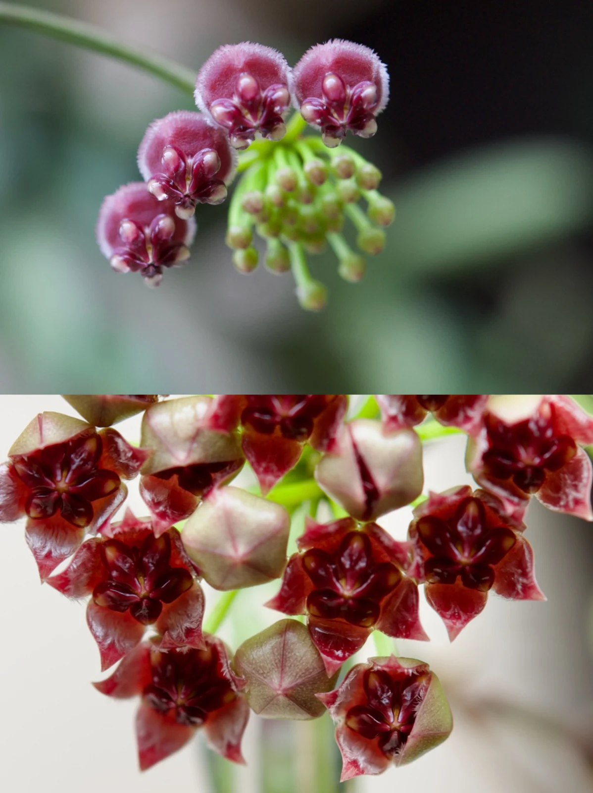 ホヤ ロンギフォリア チャイナビーンズ 開花直後