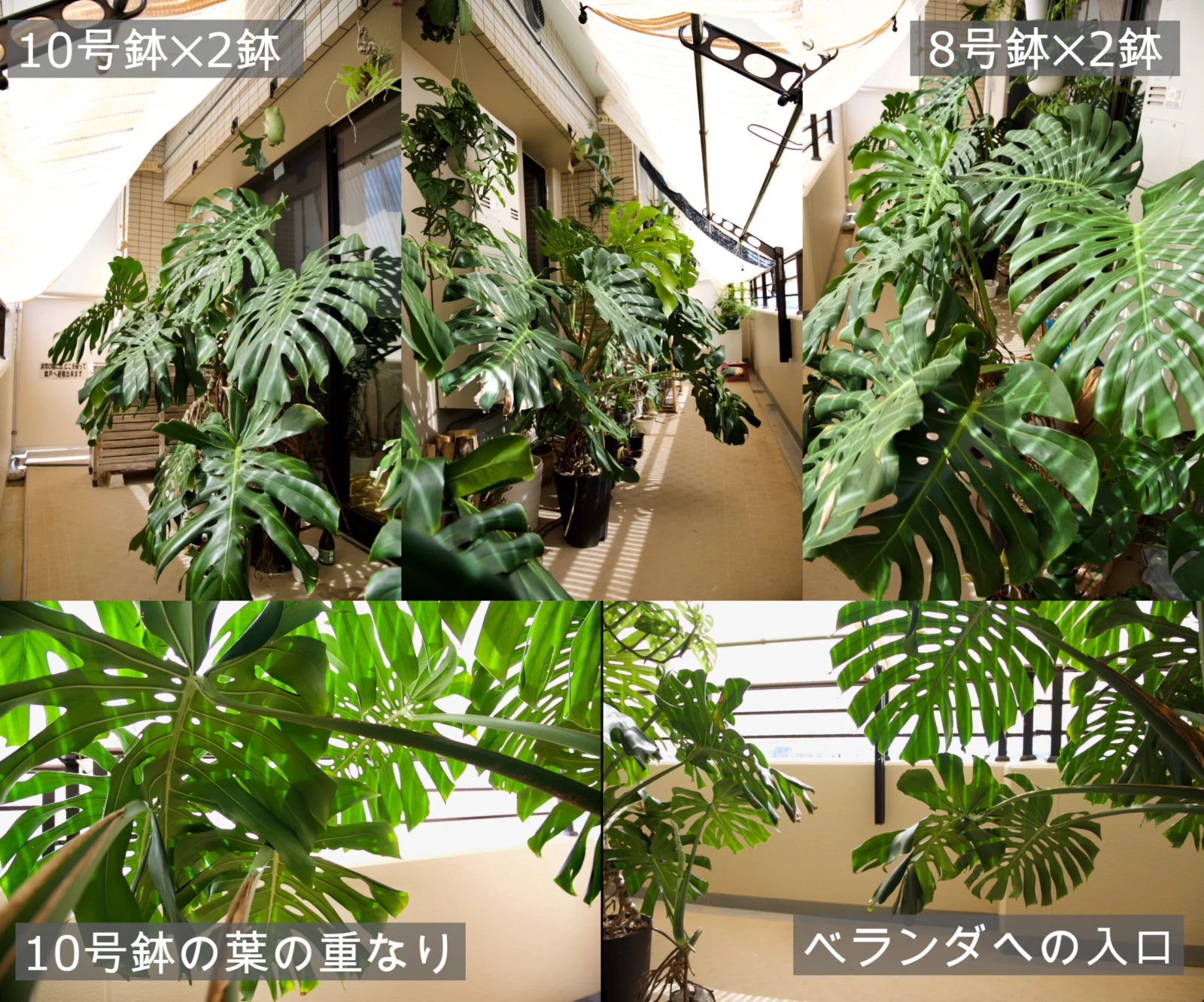 モンステラ　デリシオーサ　栽培スペース