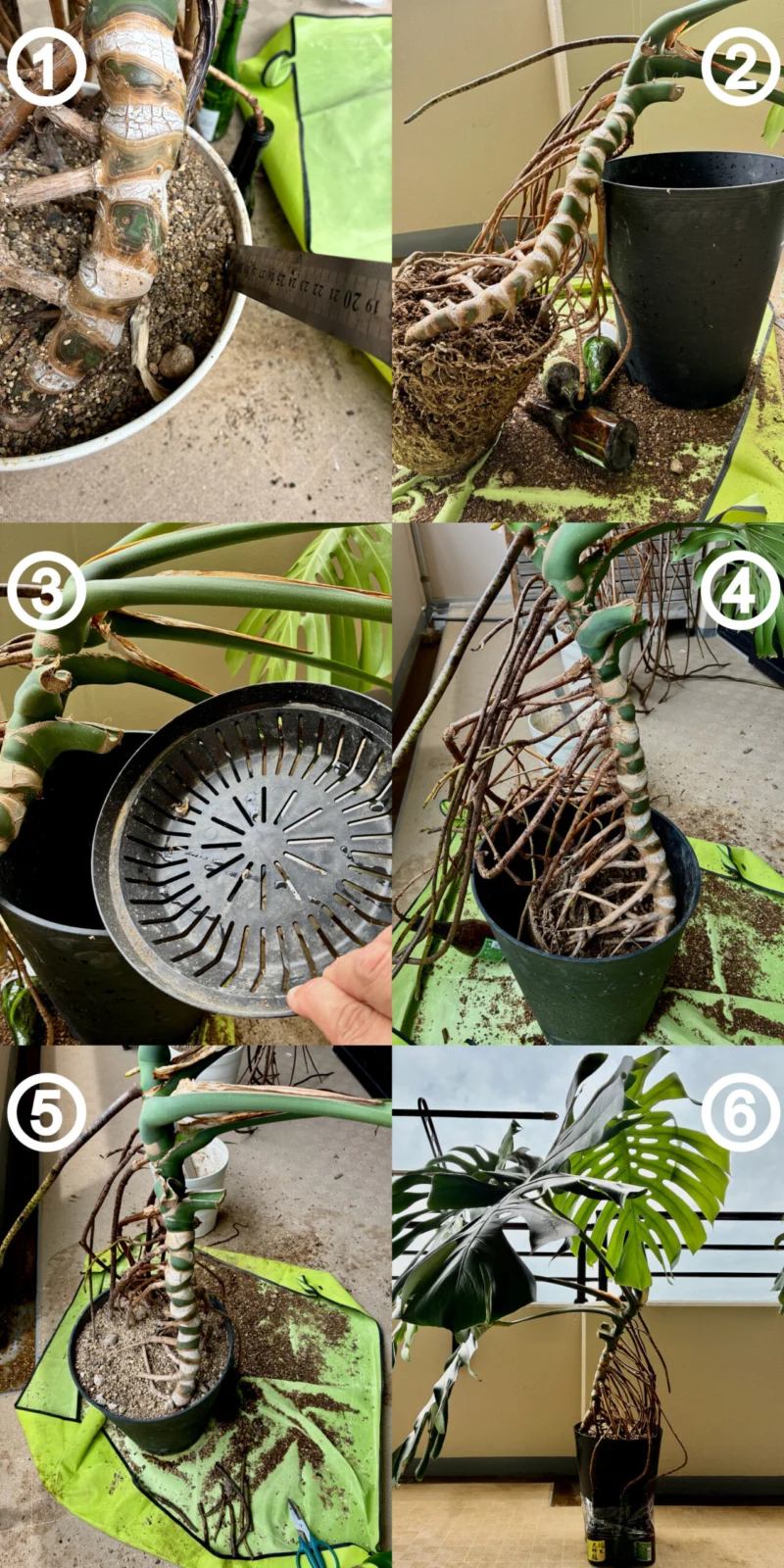 モンステラ デリシオーサ 10号鉢植え替え