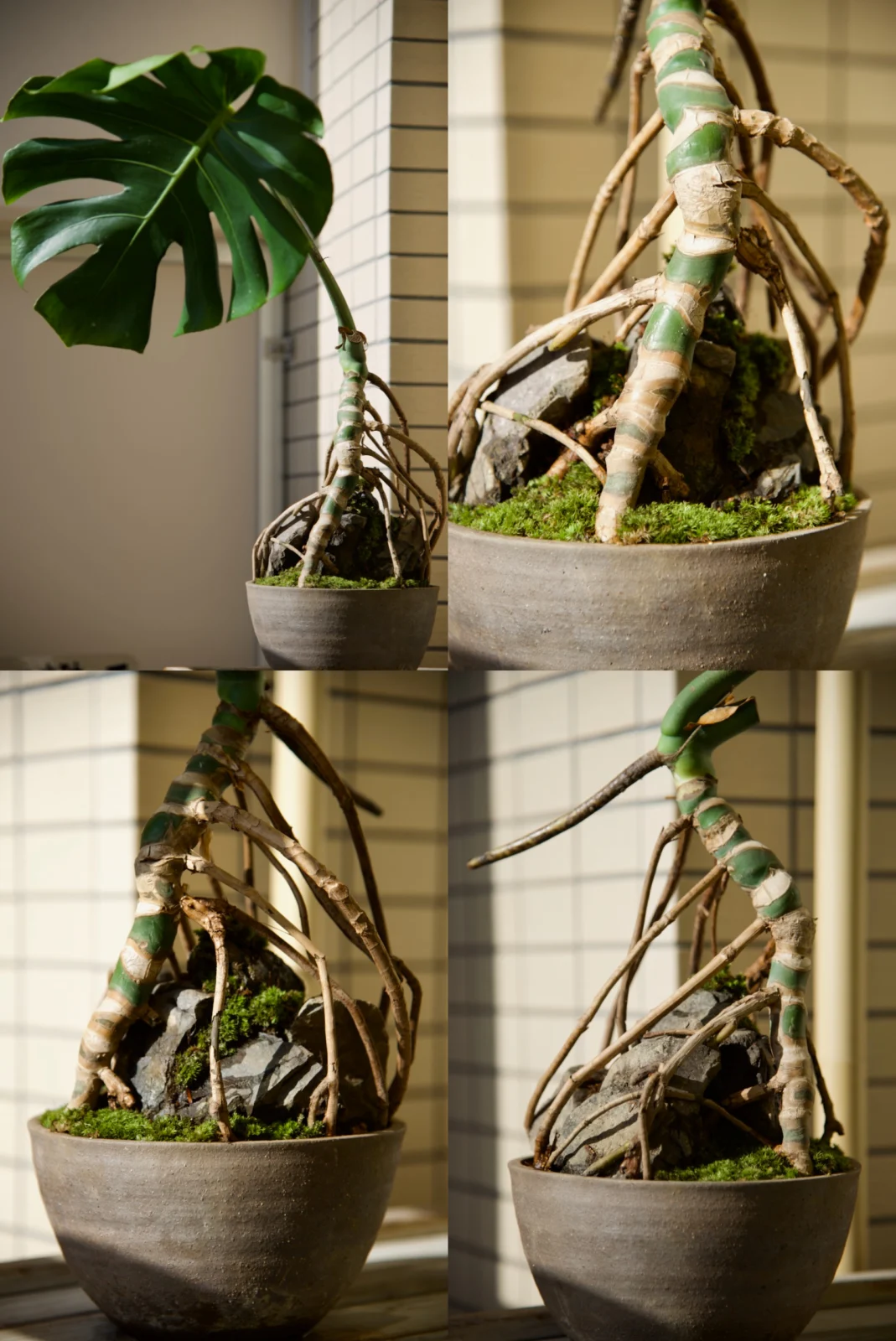 モンステラ デリシオーサ 盆栽仕立て