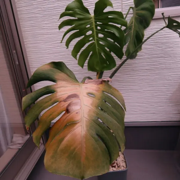 モンステラ デリシオーサ 葉焼け その1