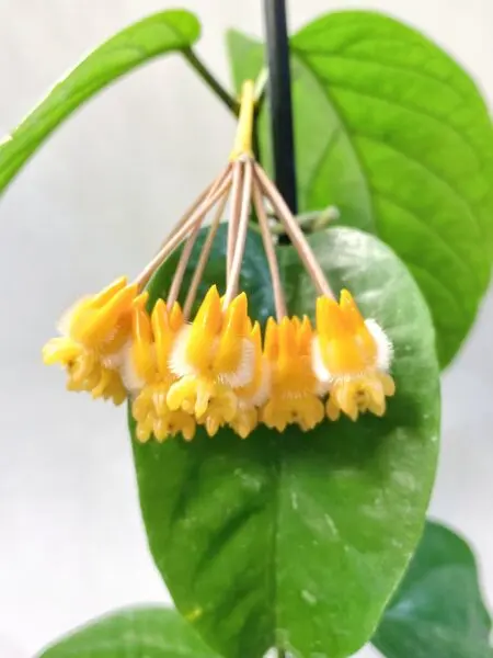ホヤ ラシアンサ 花