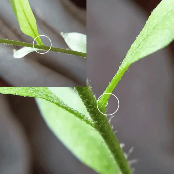 ドリナリア リギデュラ 花外蜜腺