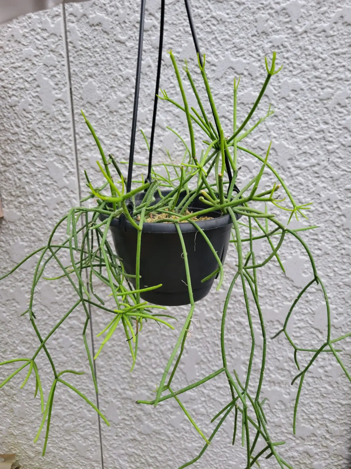 リプサリス カスッサ