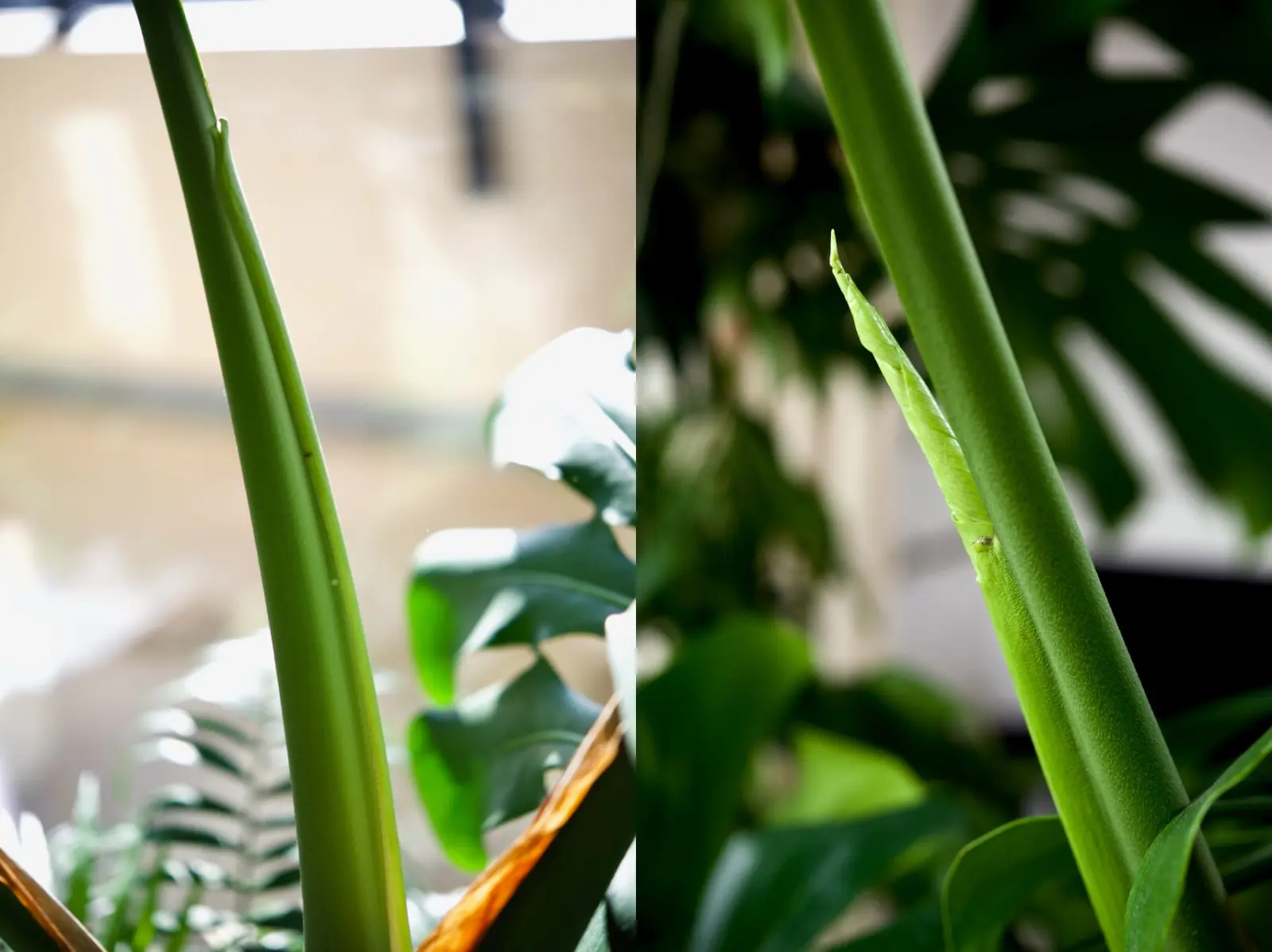 モンステラ　デリシオーサ　冬のドリル ③