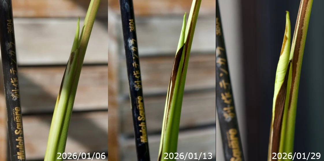 モンステラ　ボルシギアナ　野外越冬ドリル ④