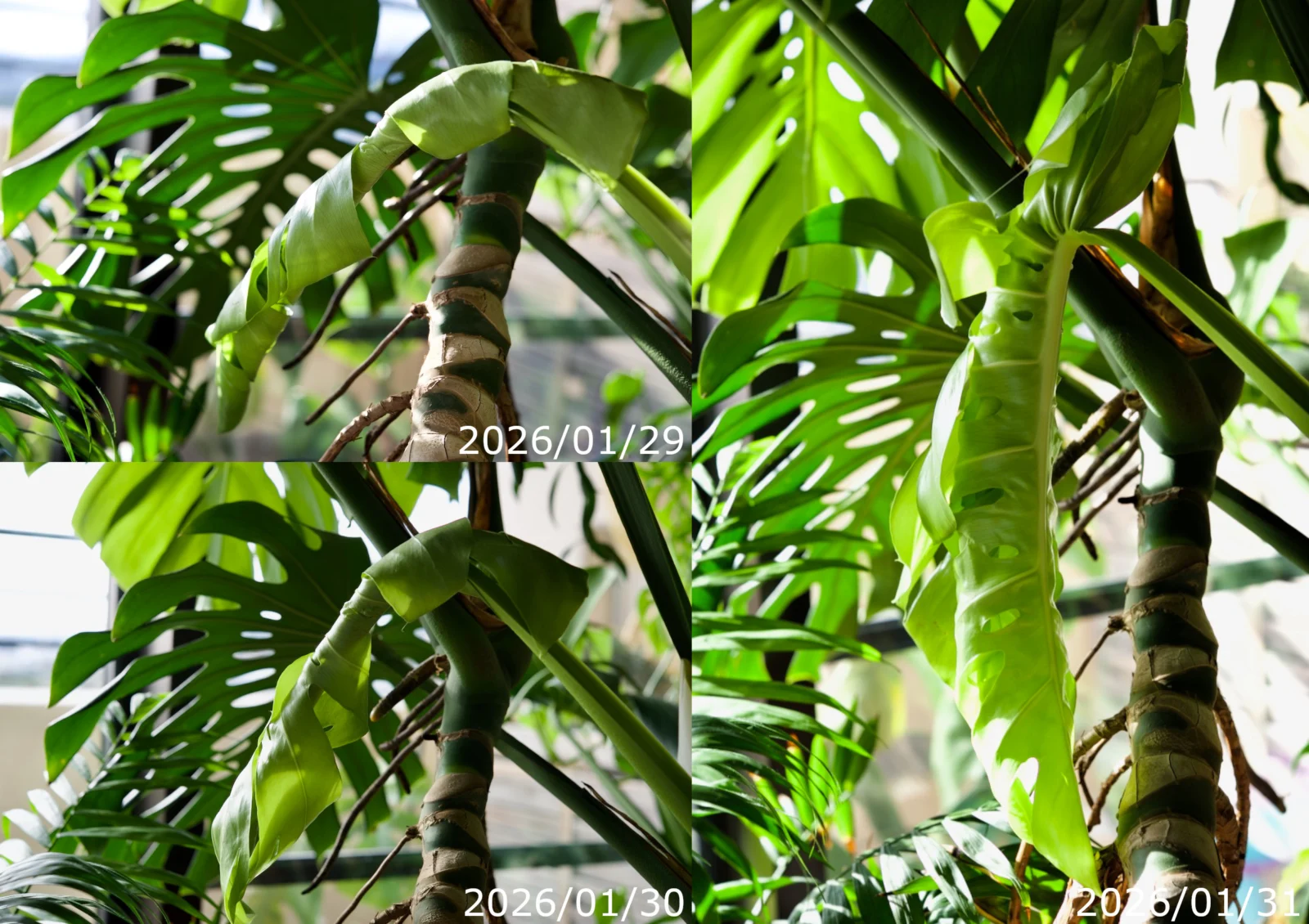 モンステラ　デリシオーサ　冬のドリル