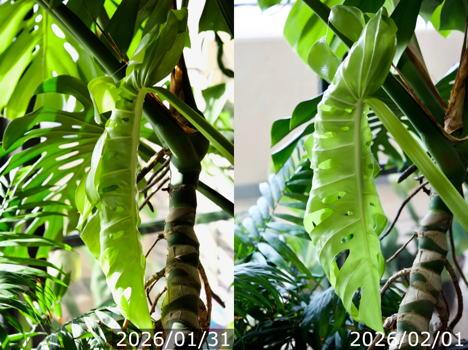 モンステラ　デリシオーサ　冬のドリル