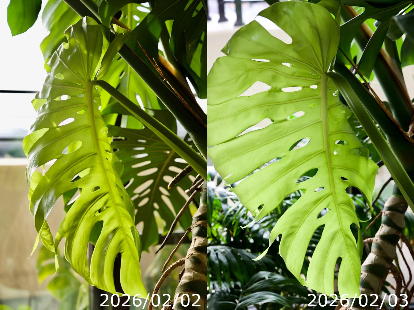 モンステラ　デリシオーサ　冬の新葉